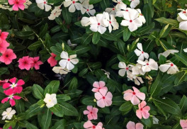 Sadíme a pestujeme - Katarant