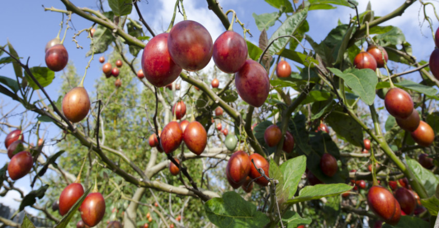 Tamarillo pochádza zo subtrópov, ale plody môžete vypestovať i u nás