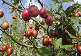 Tamarillo pochádza zo subtrópov, ale plody môžete vypestovať i u nás