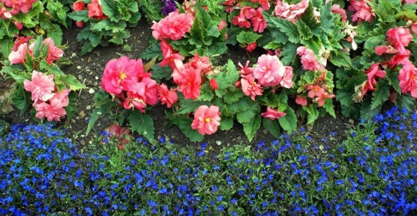 Okrasné rastliny na tienisté miesta - letničky