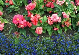 Okrasné rastliny na tienisté miesta - letničky