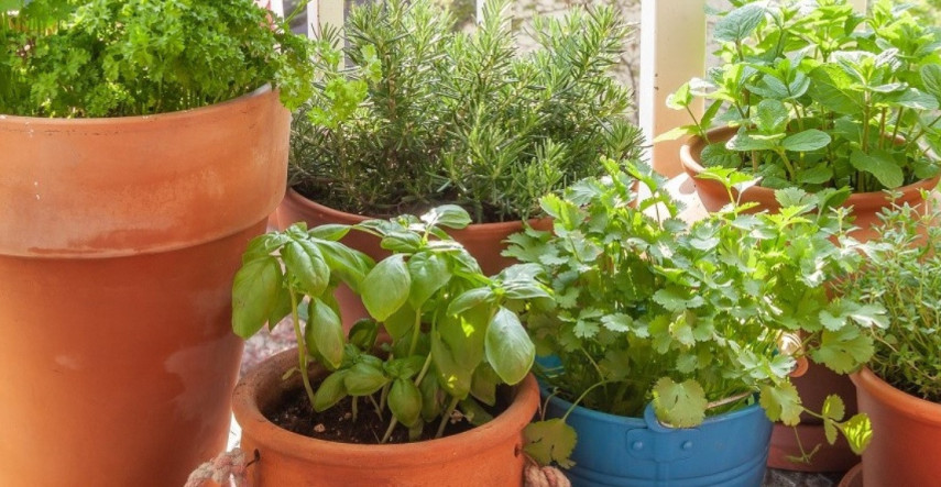 Pestovanie byliniek na balkóne