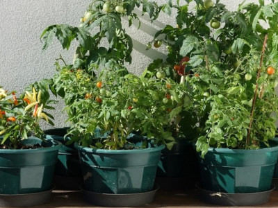 Pestovanie paradajok a paprík na balkóne