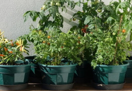 Pestovanie paradajok a paprík na balkóne