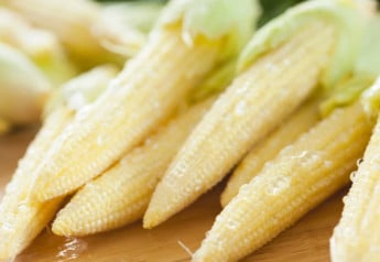 Kukuričné klasy z vlastnej záhrady, budú lepšie ako tie kupované ​