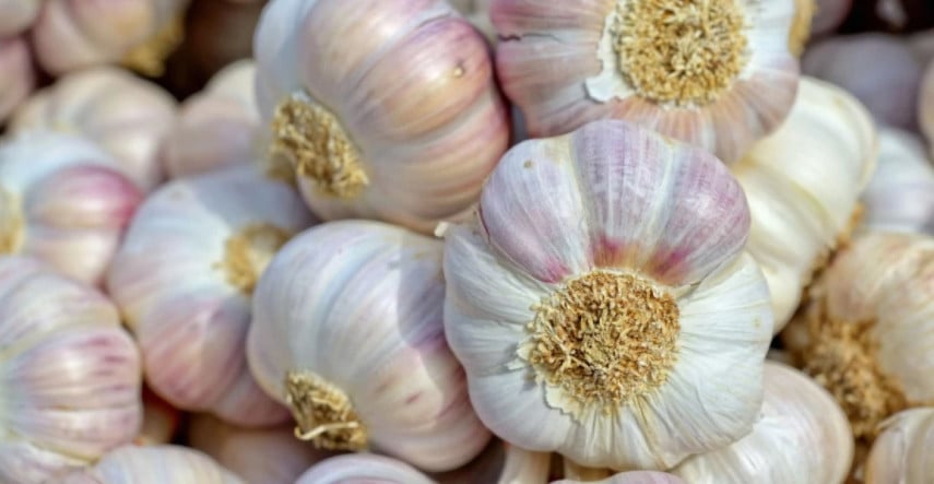 Nebezpečný škodca cesnakov