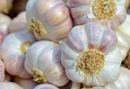 Nebezpečný škodca cesnakov