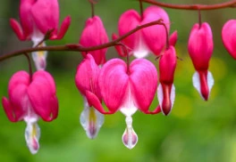 Sadíme a pestujeme - Srdcovka