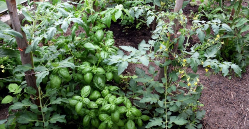 Pestujte bylinky a zeleninu spoločne