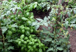 Pestujte bylinky a zeleninu spoločne