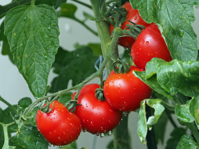 Na čo si dať pozor pri pestovaní paradajok