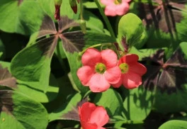 Šťavel a jeho pestovanie