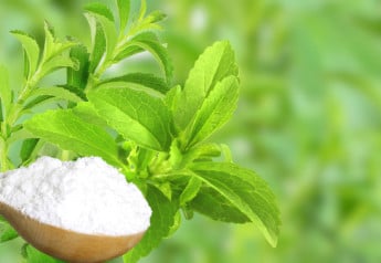 Ako si doma vypestovať stéviu