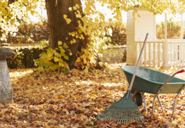 Čo robiť v záhrade v novembri?