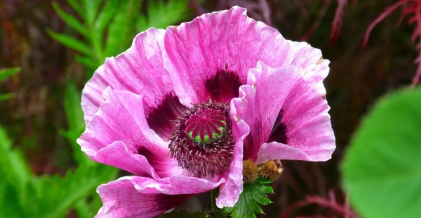 Vypestujte si vlastný mak