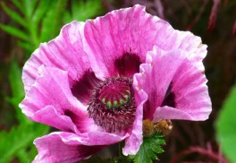 Vypestujte si vlastný mak