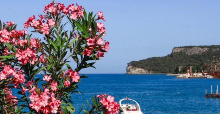 Kvety dýchajúce letom