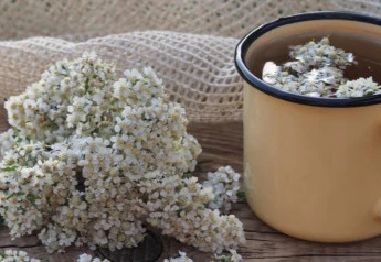 Všetko o rebríčku – popis, pestovanie, využitie