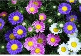 Astry, stálice našich záhrad