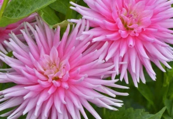 Georgíny vysádzajte na začiatku mája