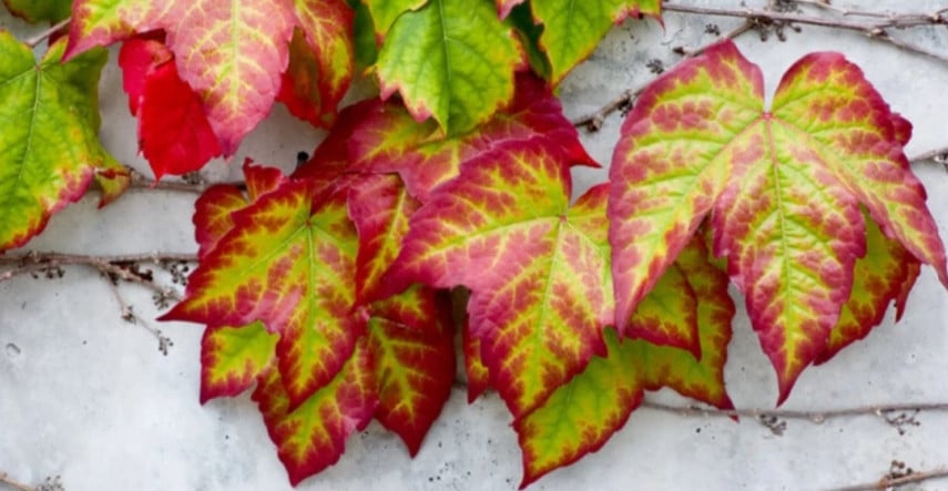 Holé miesta zakryjú pôdopokryvné rastliny
