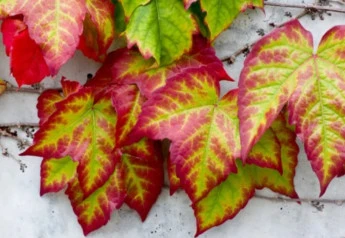 Holé miesta zakryjú pôdopokryvné rastliny