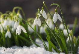 Záhradníkov február