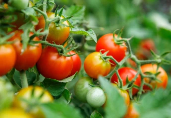 Paradajky: kedy ich vysievať, sadiť a presádzať?