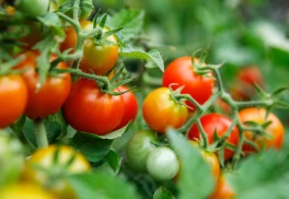 Paradajky: kedy ich vysievať, sadiť a presádzať?