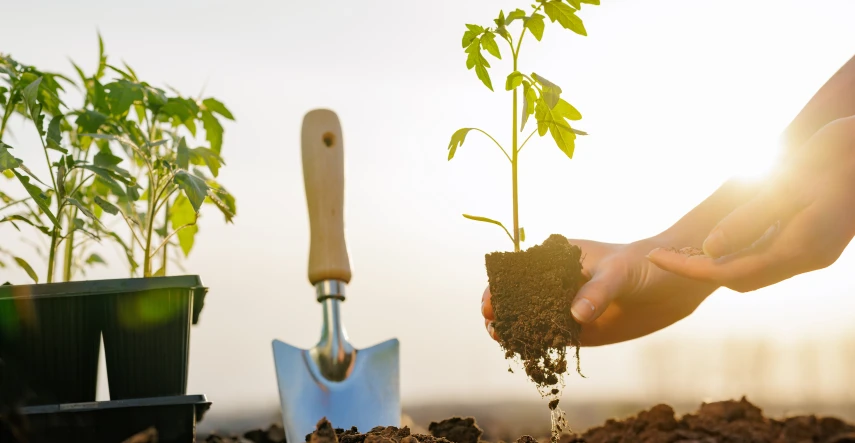 Ako pestovať paradajky zo semienok: návod pre bohatú úrodu bez zbytočných chýb
