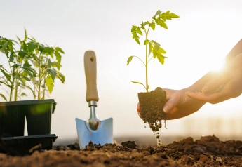 Ako pestovať paradajky zo semienok: návod pre bohatú úrodu bez zbytočných chýb