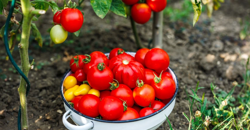 Semená paradajok odolných proti plesni: ako vyberať a čo odolnosť reálne znamená