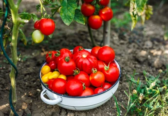 Semená paradajok odolných proti plesni: ako vyberať a čo odolnosť reálne znamená