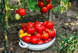 Semená paradajok odolných proti plesni: ako vyberať a čo odolnosť reálne znamená