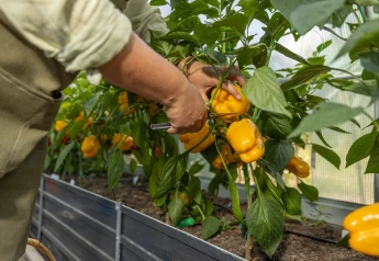 Najlepšie odrody paprík do skleníka: výber a podmienky