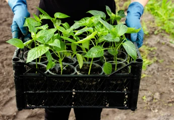 Ako pestovať papriky zo semienok a čo robiť, keď neklíčia