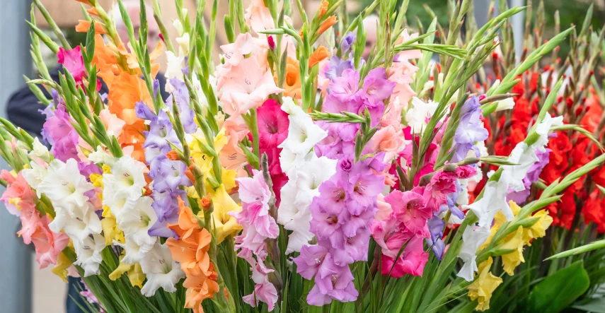 Gladioly (mečíky): kedy sadiť a ako pestovať, aby kvitli dlho