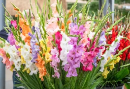 Gladioly (mečíky): kedy sadiť a ako pestovať, aby kvitli dlho