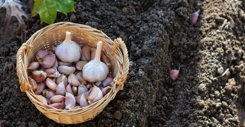 Cesnak: praktický návod, ako zasadiť cesnak a ako ho skladovať
