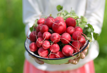 Reďkovky: ako pestovať reďkovky rýchlo a bez drevnatenia