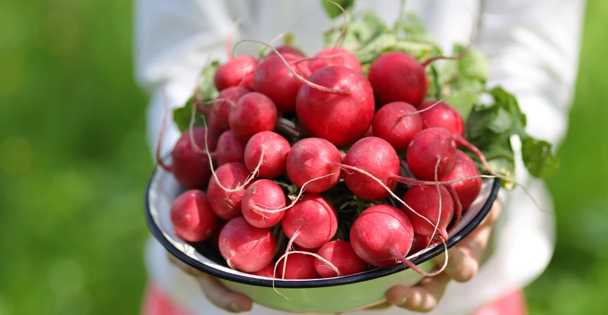 Reďkovky: ako pestovať reďkovky rýchlo a bez drevnatenia