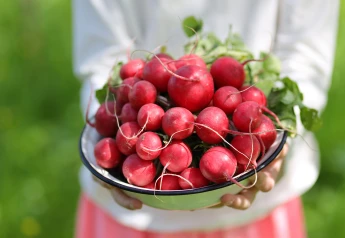 Reďkovky: ako pestovať reďkovky rýchlo a bez drevnatenia