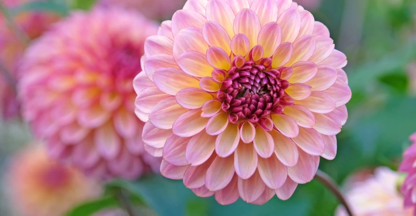 Georgíny: kedy sadiť a ako pestovať pre maximálny kvet