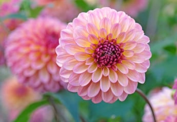 Georgíny: kedy sadiť a ako pestovať pre maximálny kvet