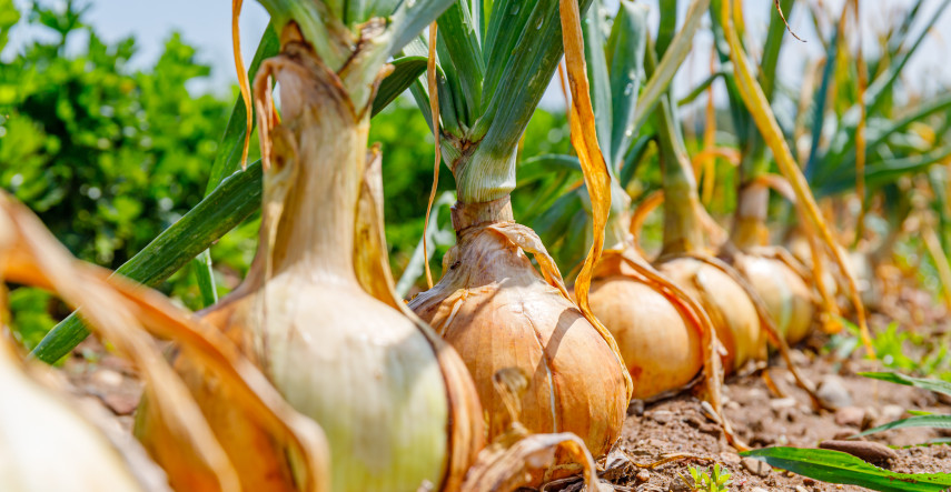 Cibuľa: ako vsádzať, ako pestovať a ako hlboko vsádzať cibuľu