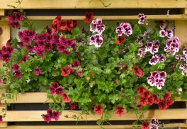 Pestujte petúnie a muškáty zo semien. Semienka sejeme už v januári.