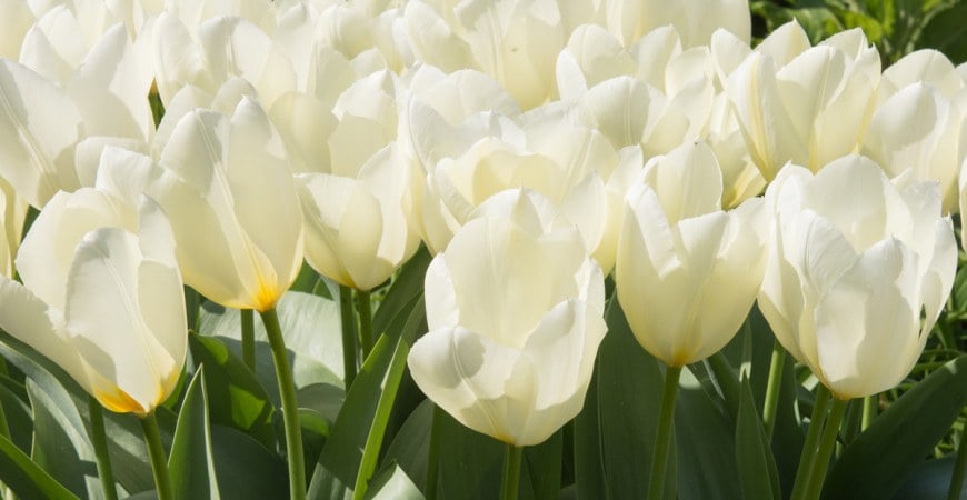 Predpredaj jesenných cibuľovín sa začal: cesnak aj tulipány objednáte s predstihom
