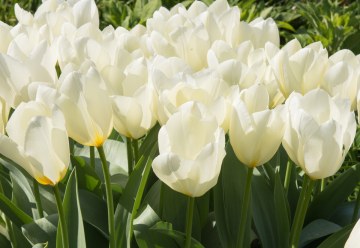 Predpredaj jesenných cibuľovín sa začal: cesnak aj tulipány objednáte s predstihom