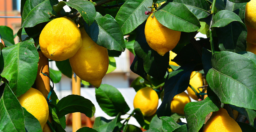 Citrusy v kvetináči - ako ich pestovať? 