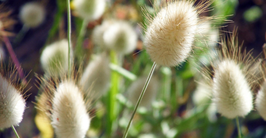 Doplňte záhradu o okrasné trávy, na pestovanie sú jednoduché 